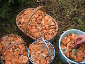 Быстрая засолка грибов в домашних