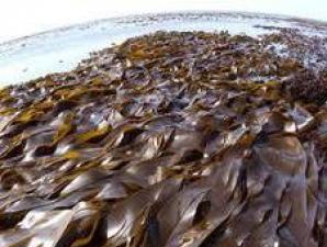Морская капуста — калорийность, рецепты для похудения, отзывы с фото